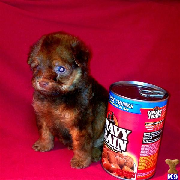 Puppies in CA